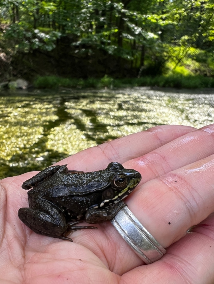 Green Frog